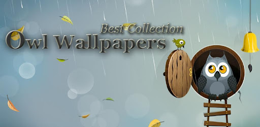 530 Koleksi Wallpaper Hp Burung Hantu HD Terbaik