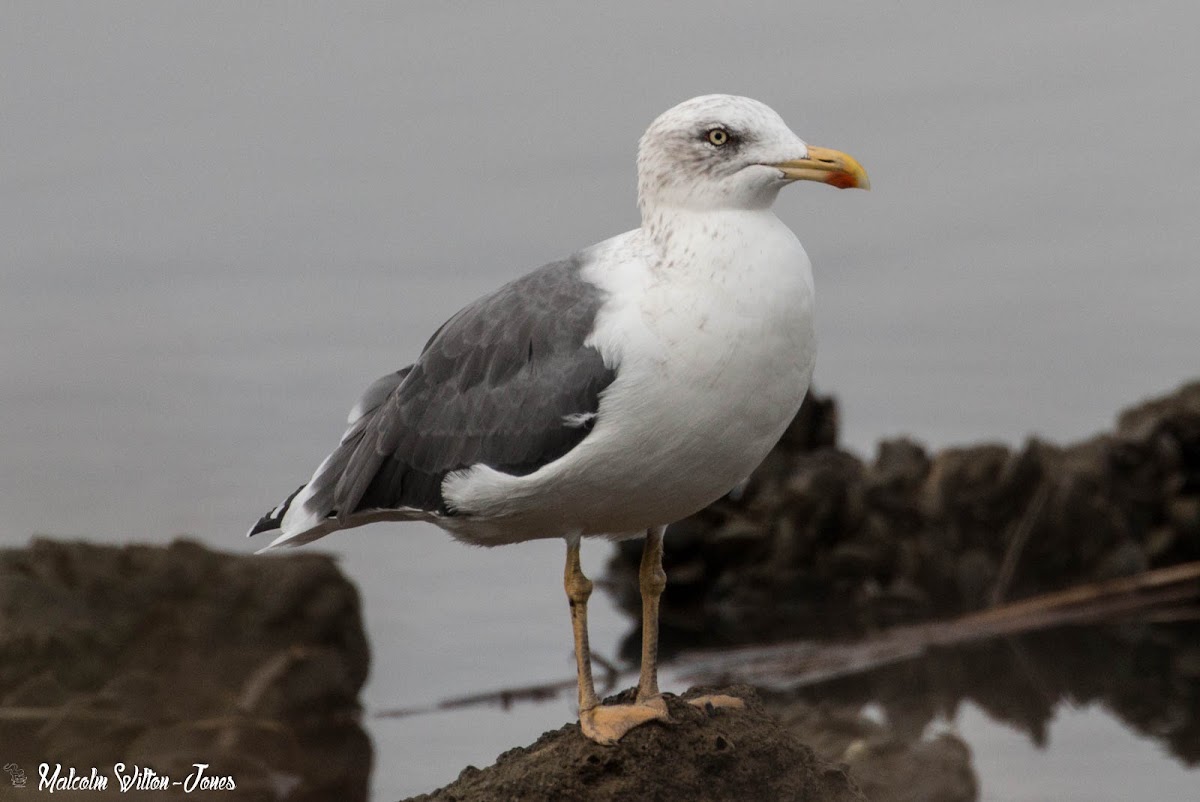 Lesser Black-backed Gull