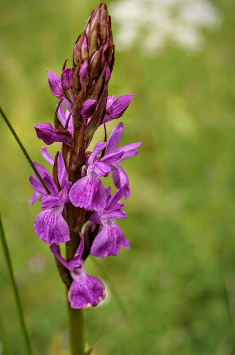 Dactylorhiza elata