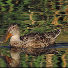 Northern Shoveler