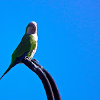 Monk Parakeet