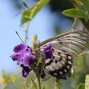 Black white and almost see through wing butterfly