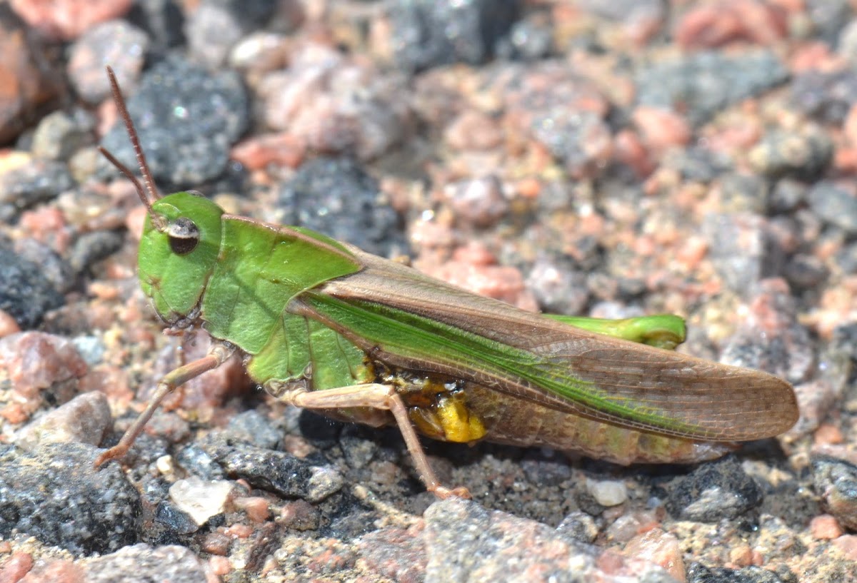 Northern Green-striped Grasshopper