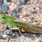 Northern Green-striped Grasshopper