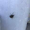 Stink Bug