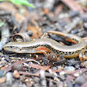 Reeve's Smooth Skink (Juvenile)