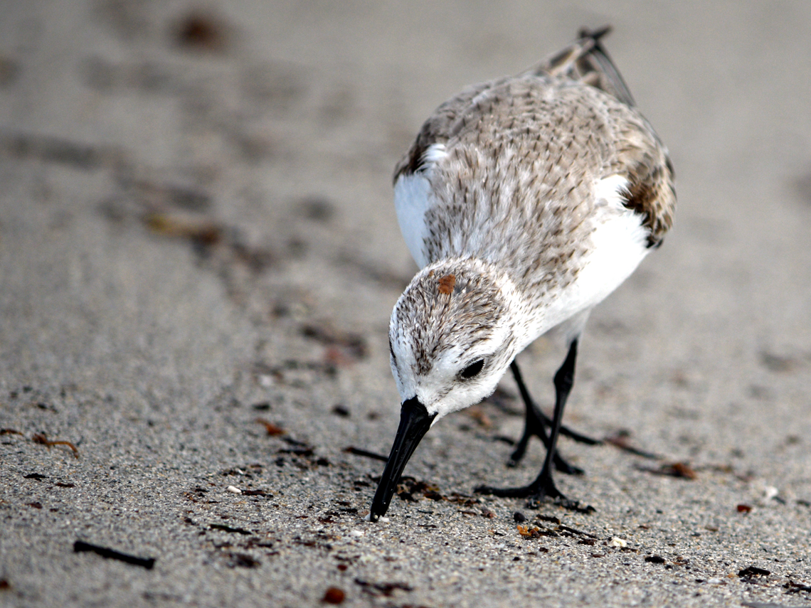 Sanderling