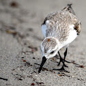 Sanderling