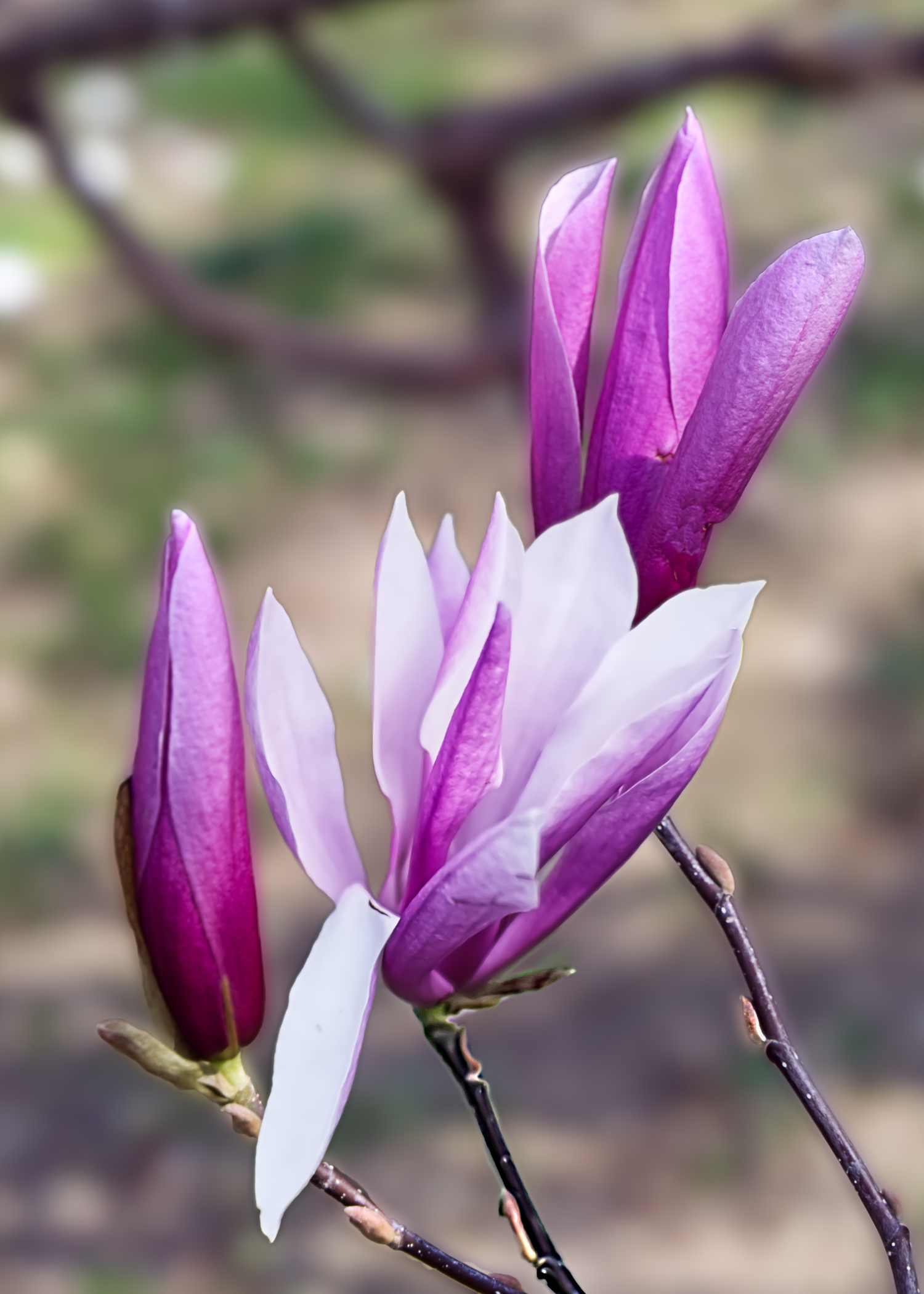 La meraviglia della Primavera  di oscar_costantini