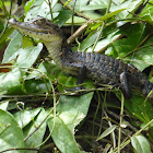 Spectacled caiman