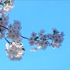 ❀Cherry Blossom
