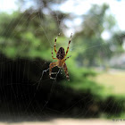 European garden spider