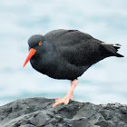 Black Oystercatcher