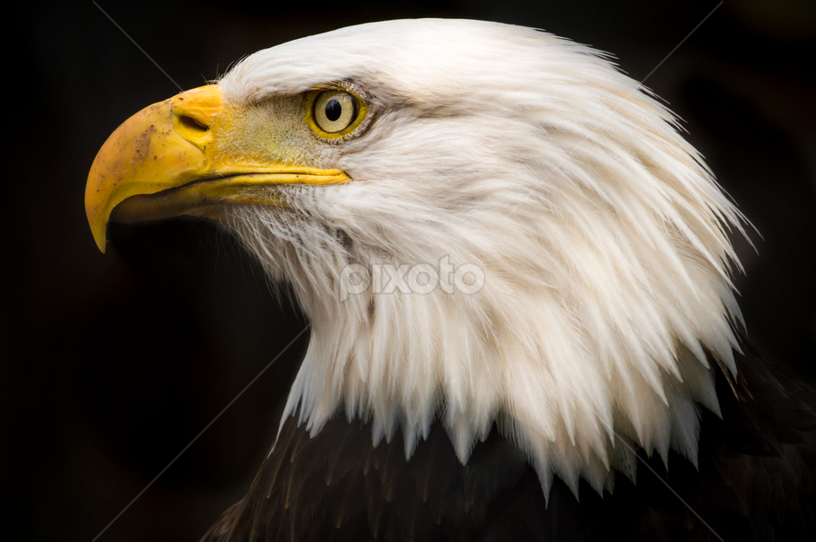 Bald Eagle, Birds, Animals