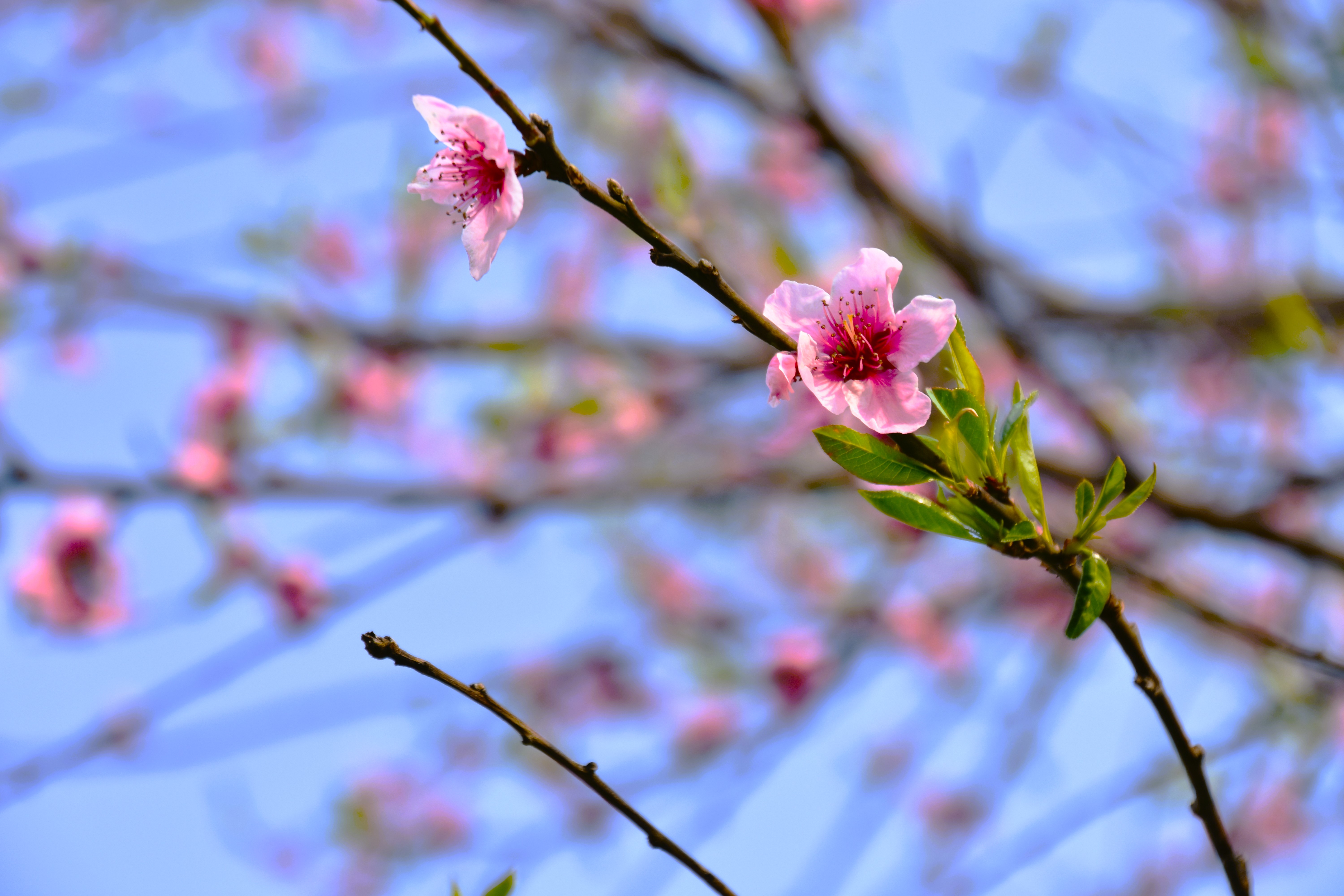 " fiori rosa, fiori di pesco " di laura62