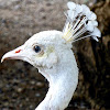 Peacock Albino