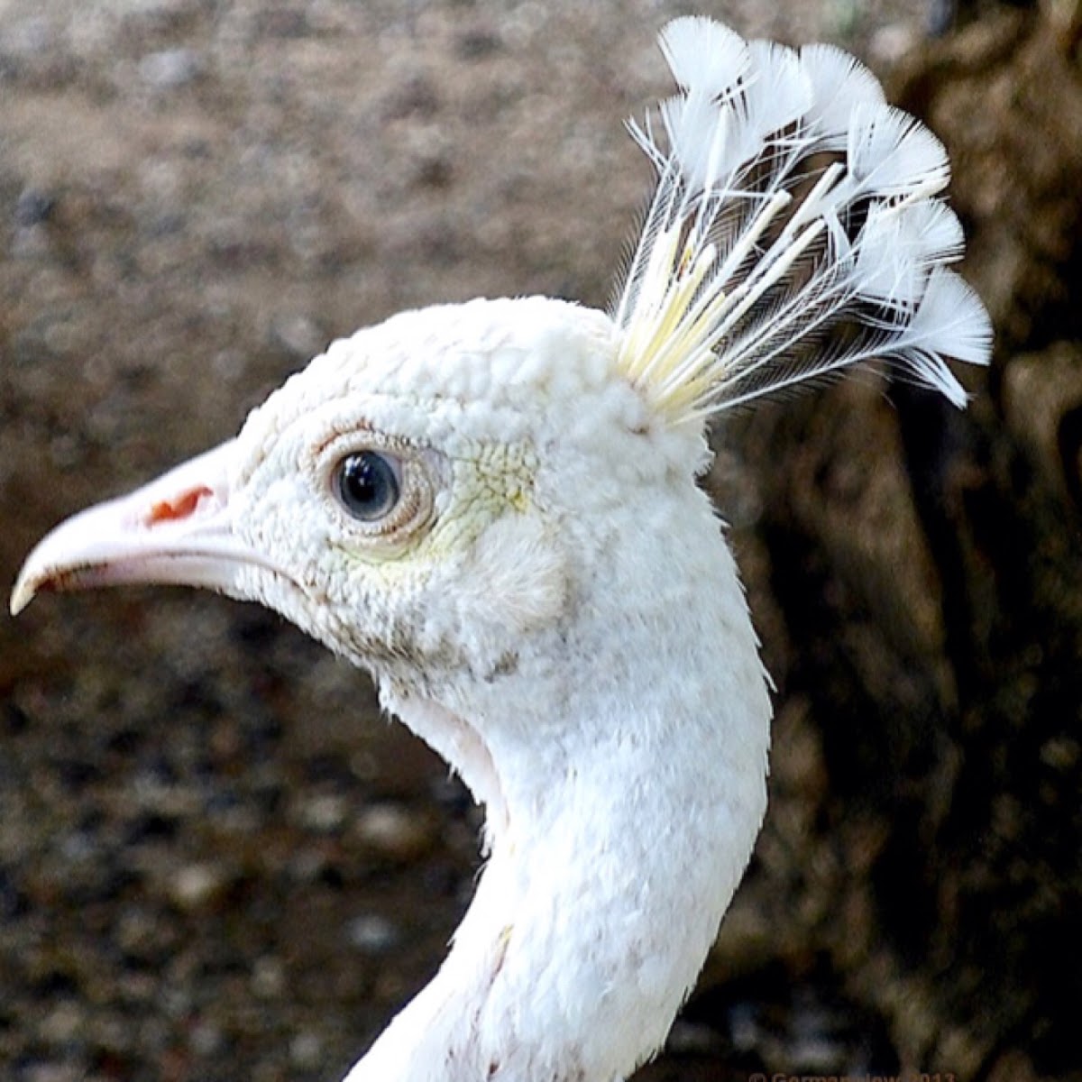 Peacock Albino