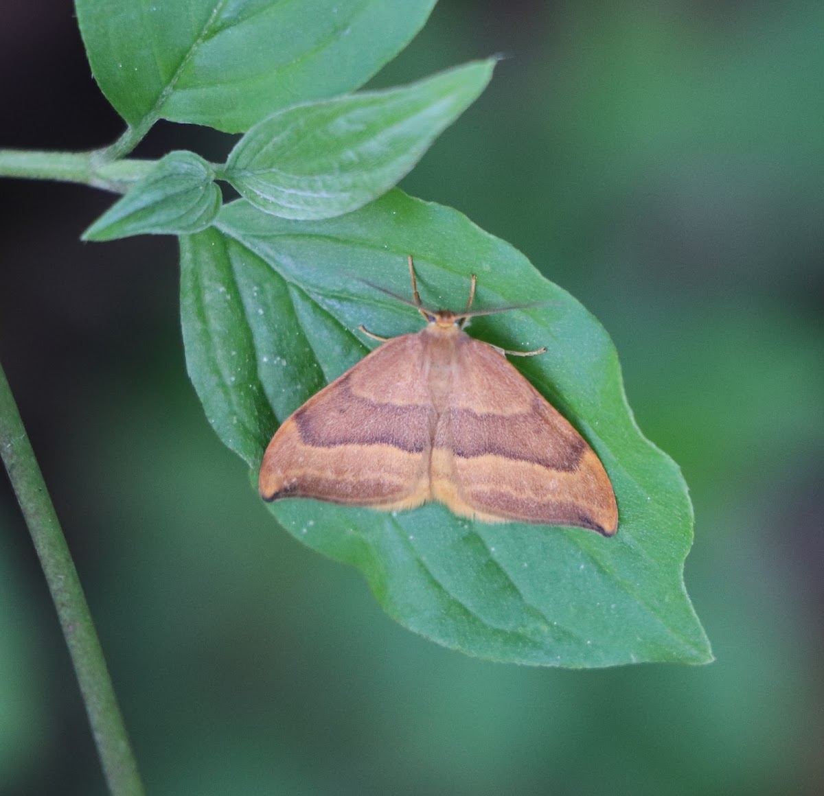 Barred Hook-Tip