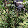 Ring-tailed lemur