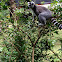 Ring-tailed lemur