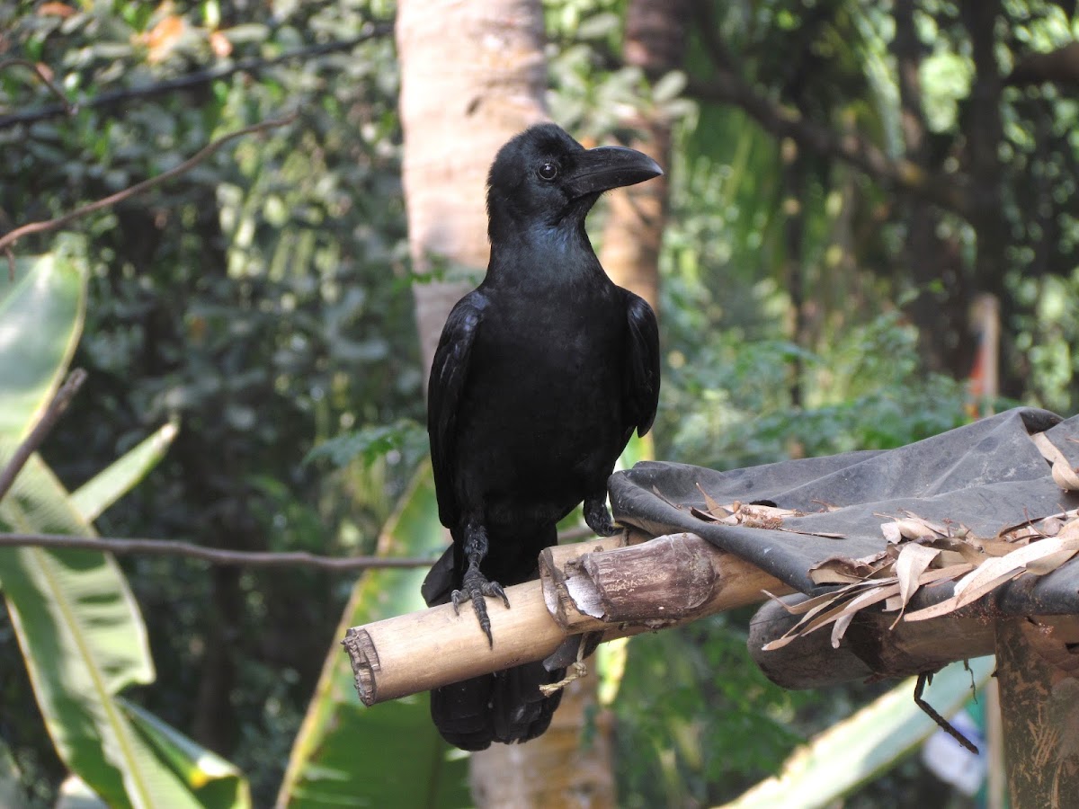 Eastern jungle crow