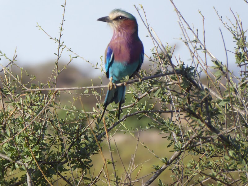 POBLADO SAMBURU. ULTIMA TARDE EN LA RESERVA. - Un poquito de Kenia: Lagos Naivasha y Nakuru, Samburu y Masai Mara (18)