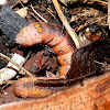 Hakea Moth Caterpillar