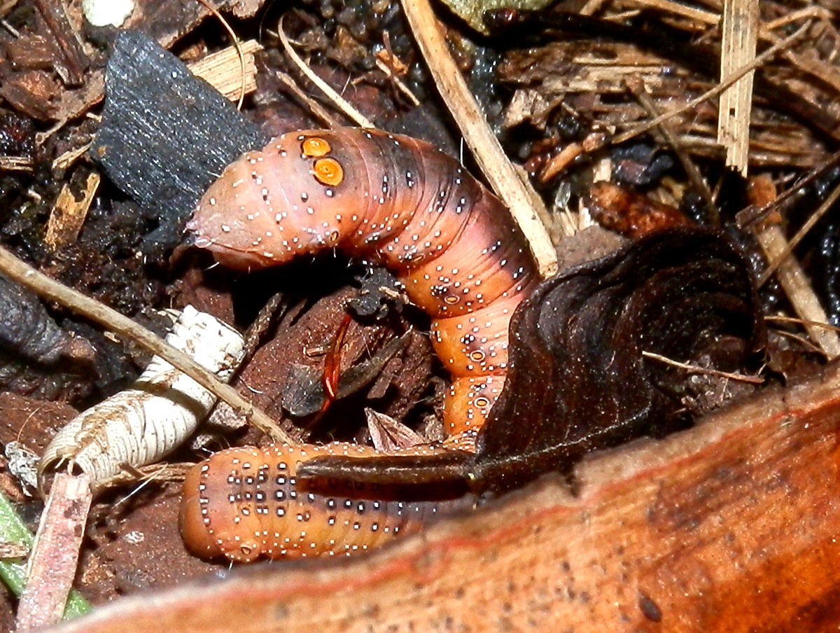 Hakea Moth Caterpillar