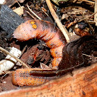 Hakea Moth Caterpillar