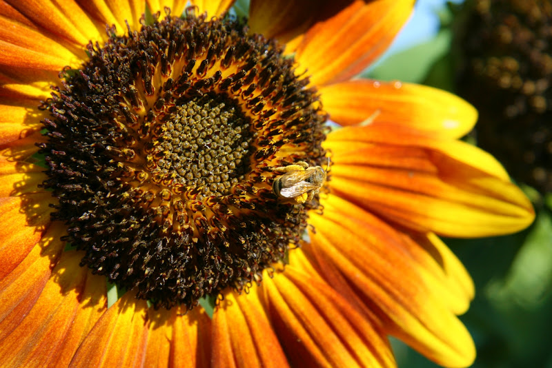 Sunflower di Zola Lorenzo