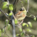 Cirl Bunting