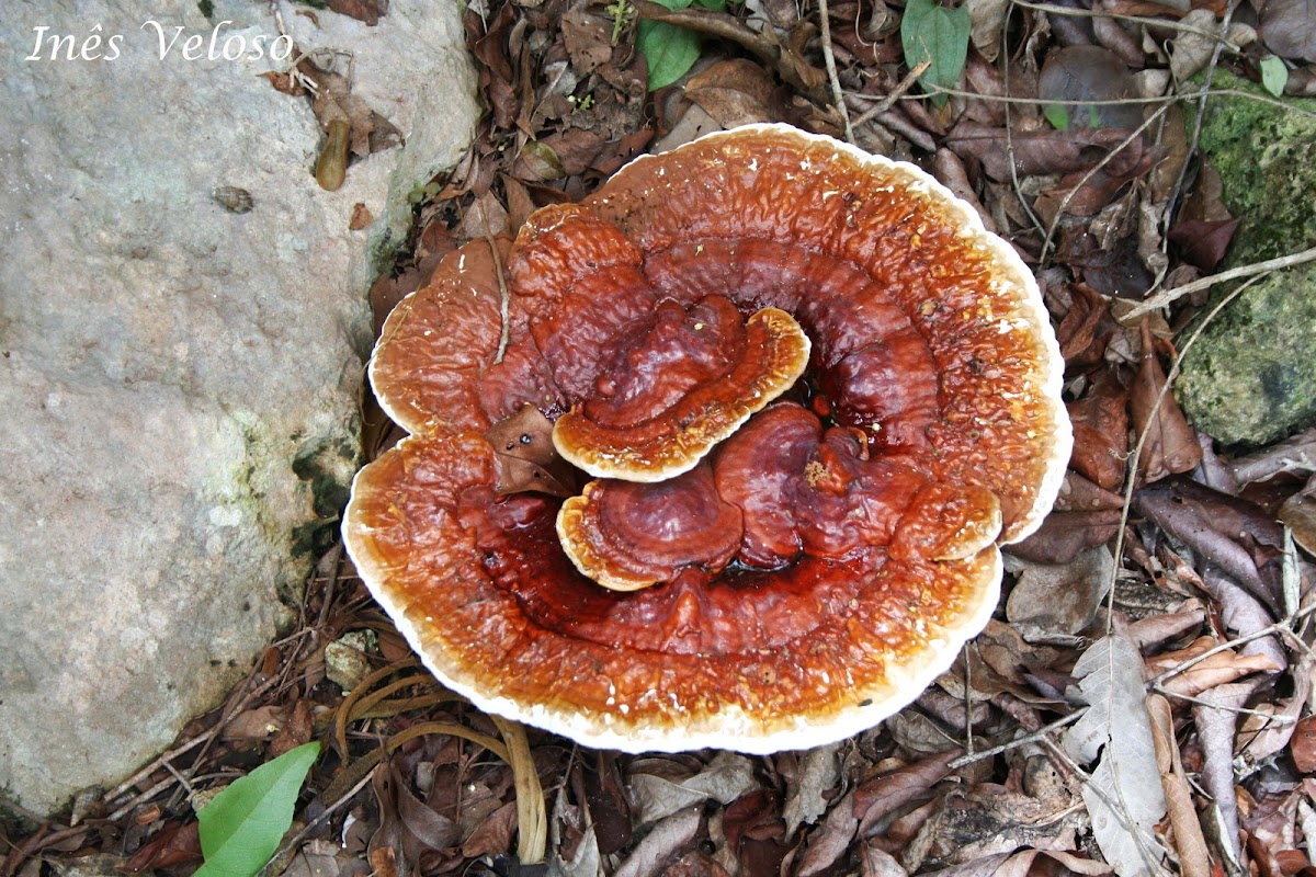 Reishi