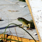 Balkan green lizard