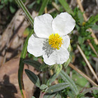 White Rockrose