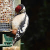 Juvenile Great Spotted Woodpecker