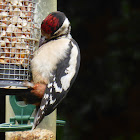 Juvenile Great Spotted Woodpecker