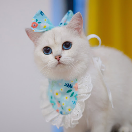 Title 8, Cat Lace Suit Saliva Towel Princess Style Scarf...
