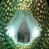 Whitemouth Moray Eel