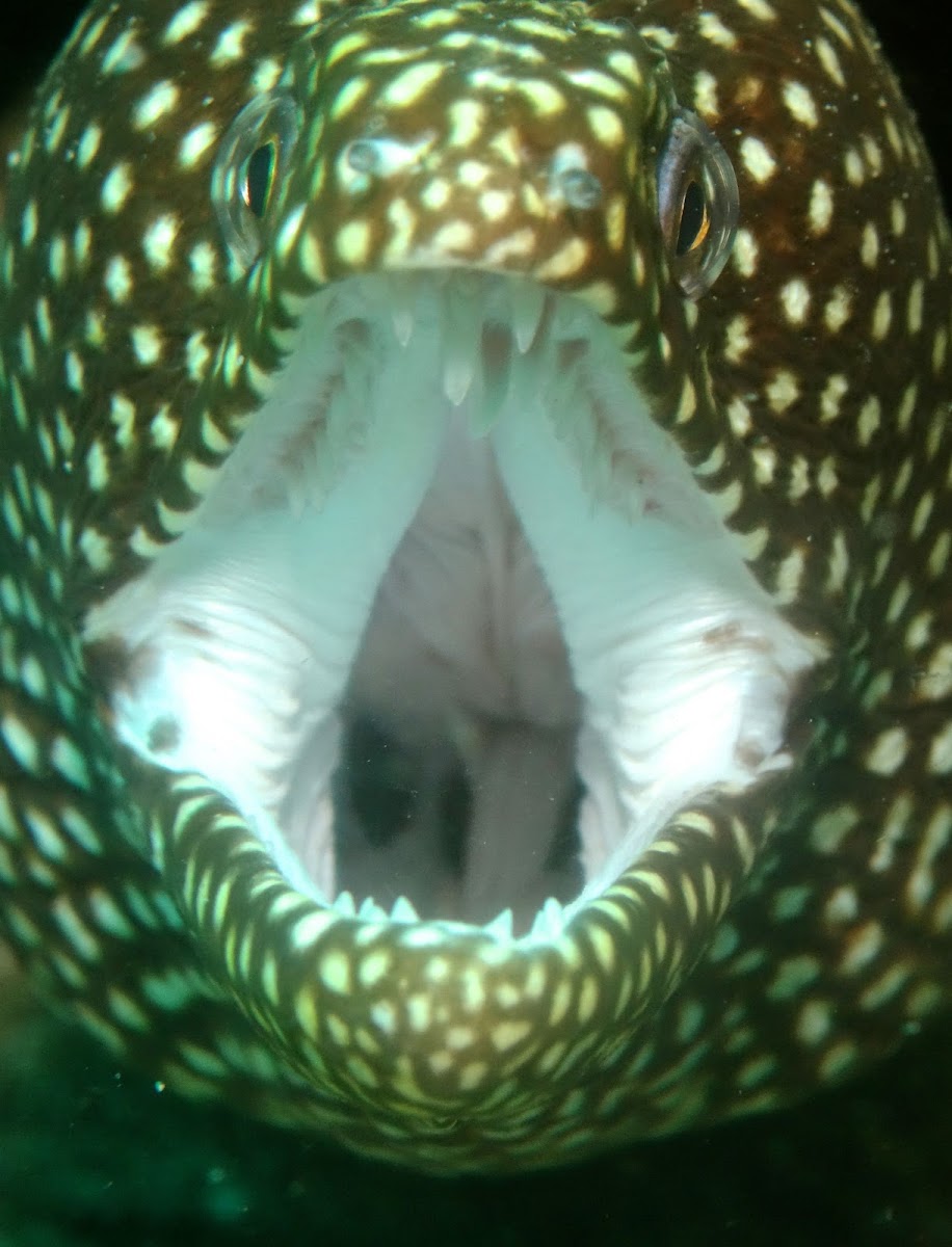 Whitemouth Moray Eel