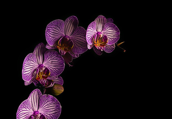 Orchidea di Maria Luisa Zoccolini