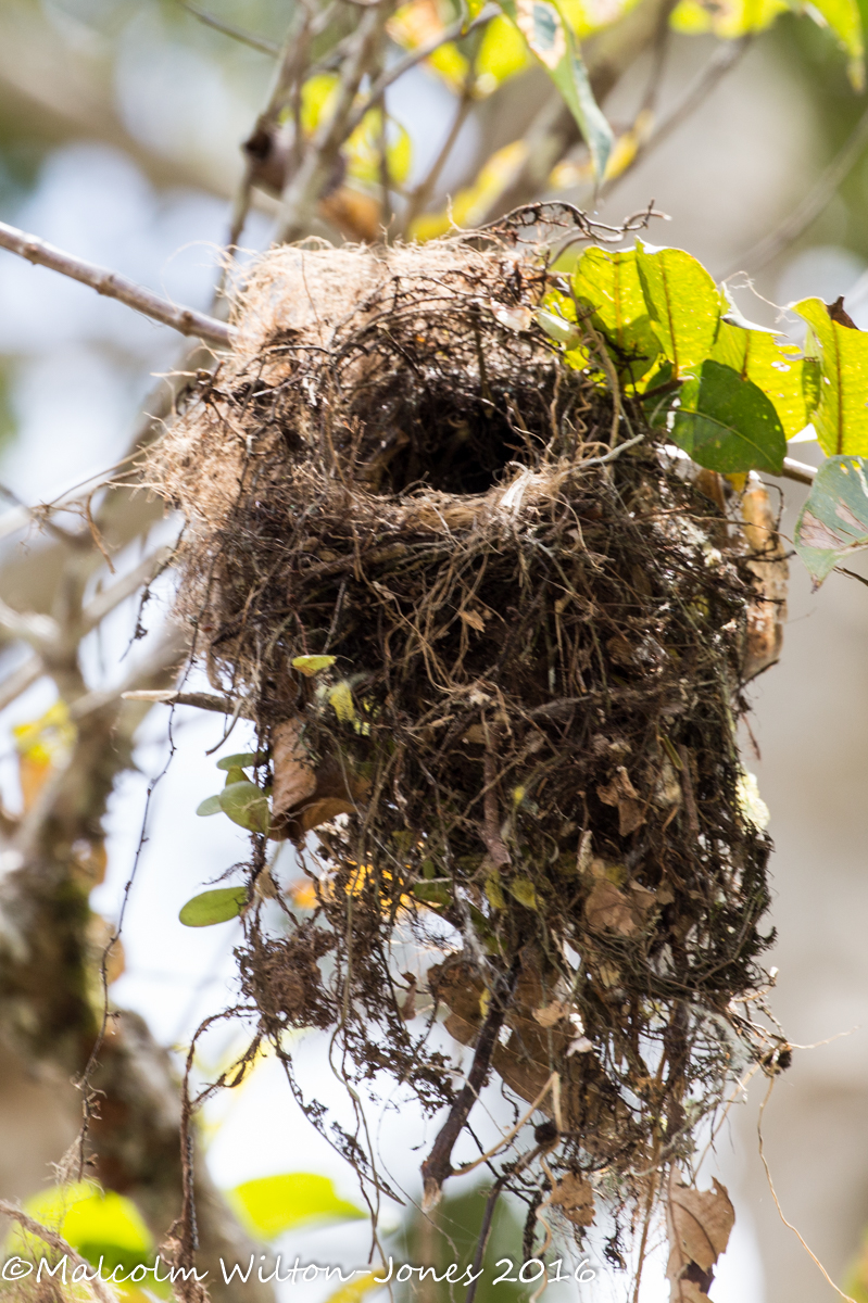 Bird Nest