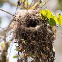 Bird Nest