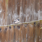 Long-Tailed Tit