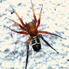 Ground Spider