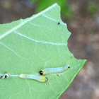 Black-headed ash sawfly larvae