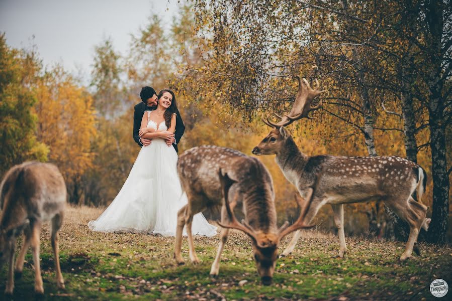 Wedding photographer Lupascu Alexandru (lupascuphoto). Photo of 1 February 2017