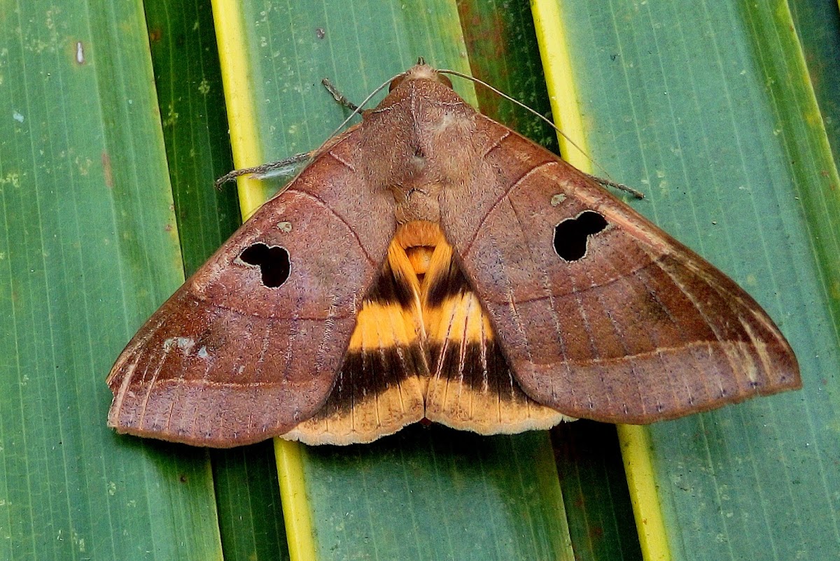 Noctuid Moth ♀