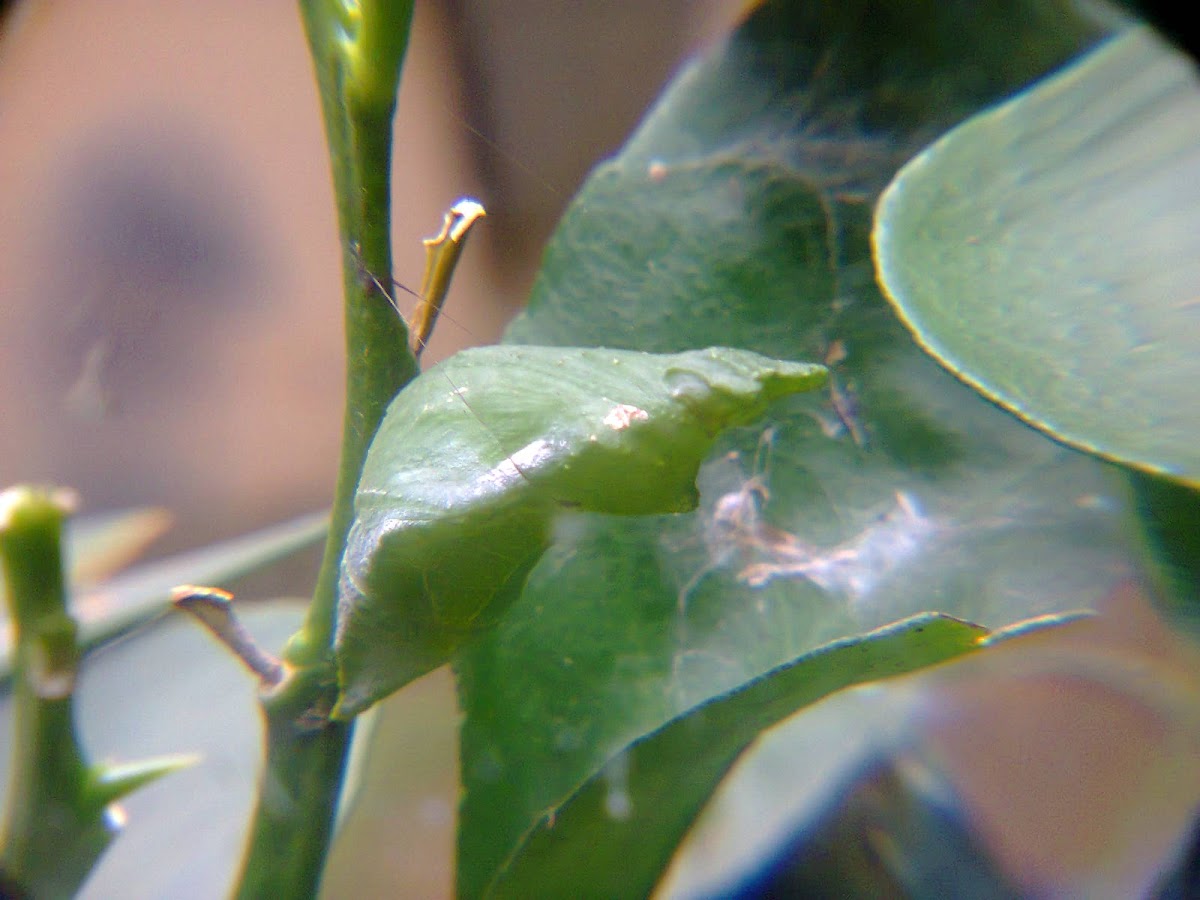 Pupa of Common Mormon butterfly