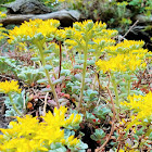 Broadleaf stonecrop