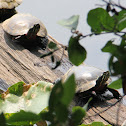 Eastern Painted Turtle